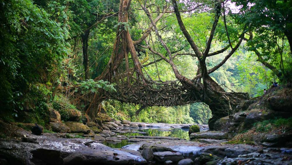 6N7D Offbeat Meghalaya with Kaziranga Safari
